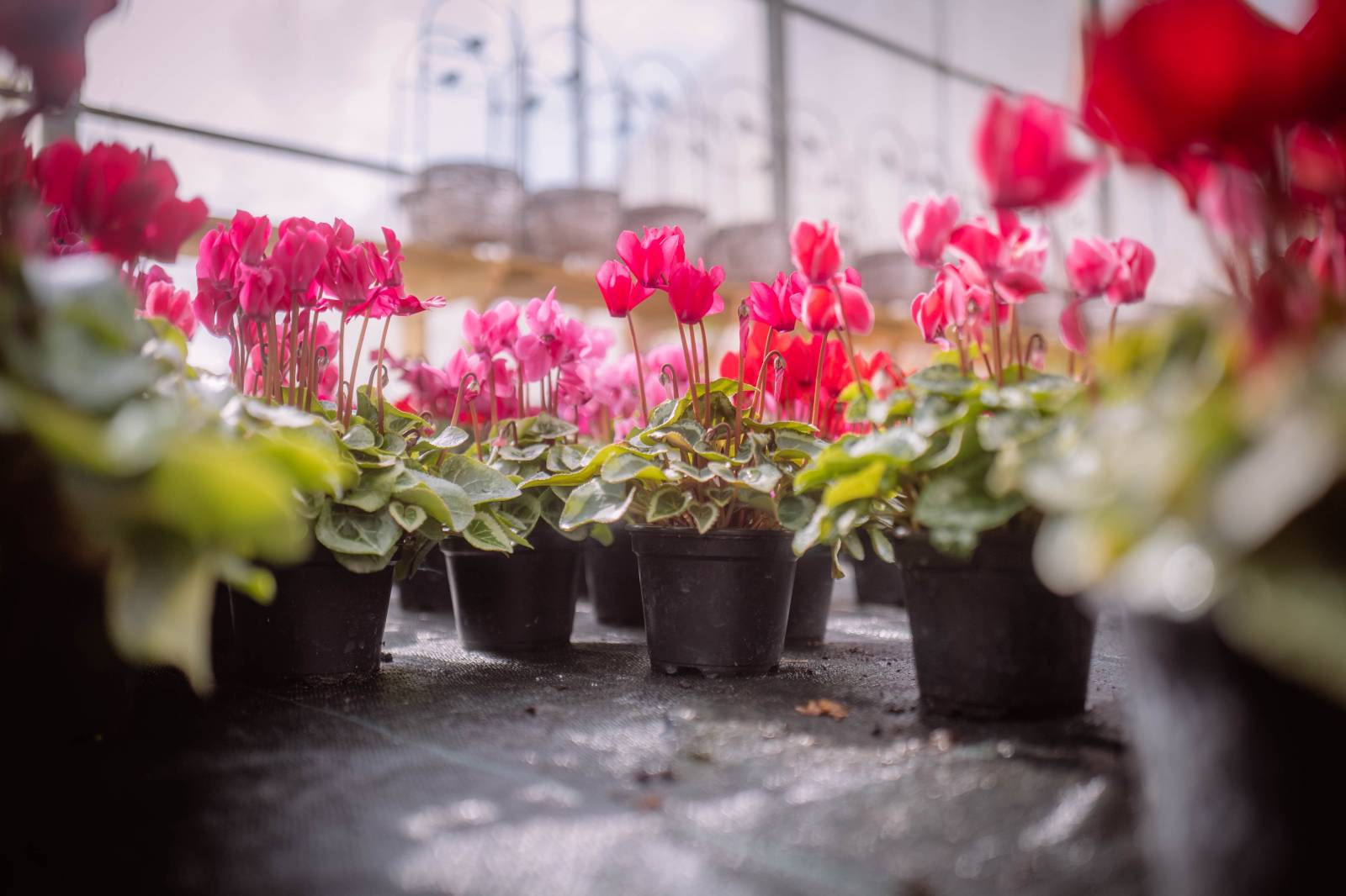cyclamens aubry pas cher