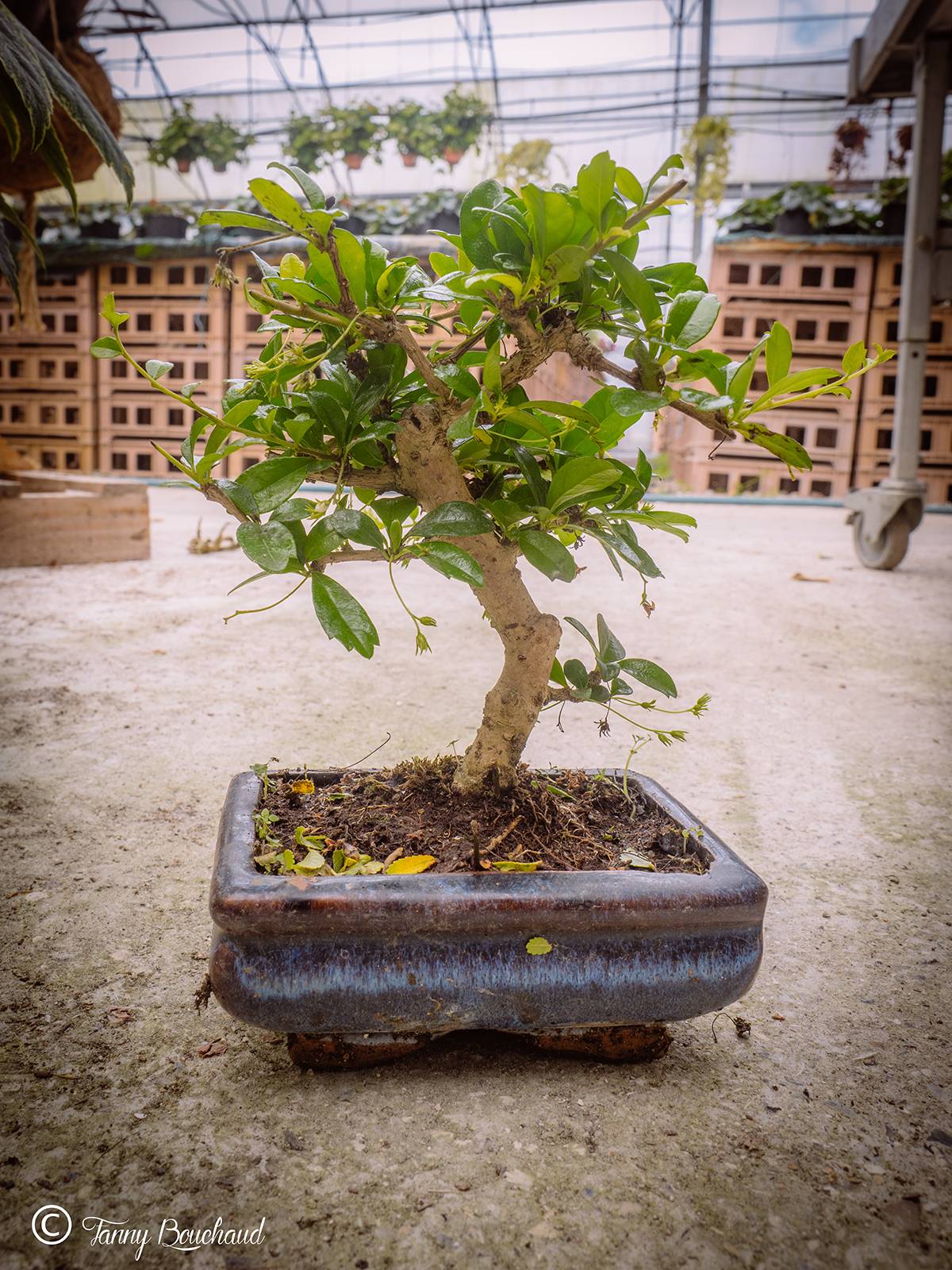 L’art du bonsaï chez les Éts Aubry à St Léonard