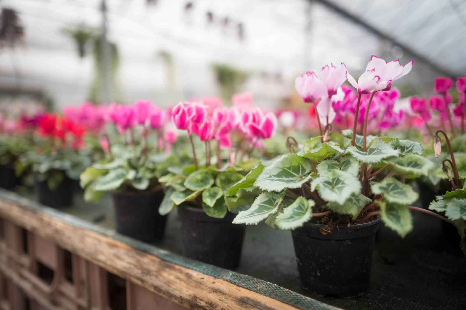 géranium horticulture aubry